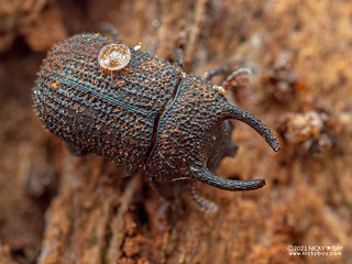 Darkling beetle (Boletoxenus sp.) - P7312553