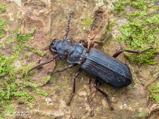 Ground beetle (Pseudozaena orientalis) - P7312491