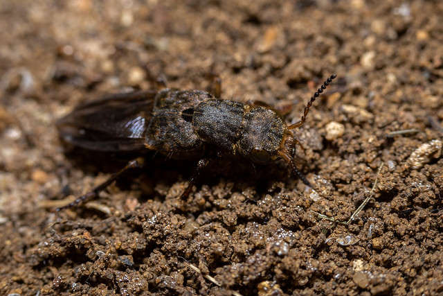 Ontholestes tessellatus (a rove beetle) - Staphylinidae - Thorpe Marsh, Yorkshire, UK