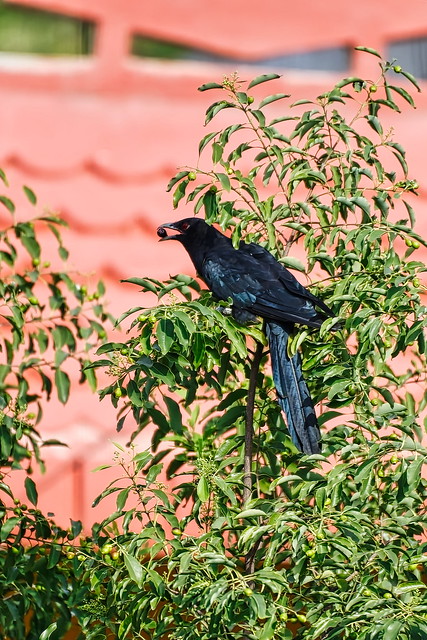 Asian Koel (Male), Eudynamys Scolopacea, Linnaeus, Nalla Kovela (నల్ల కోవెల), Koel (कोयल), Crow family.