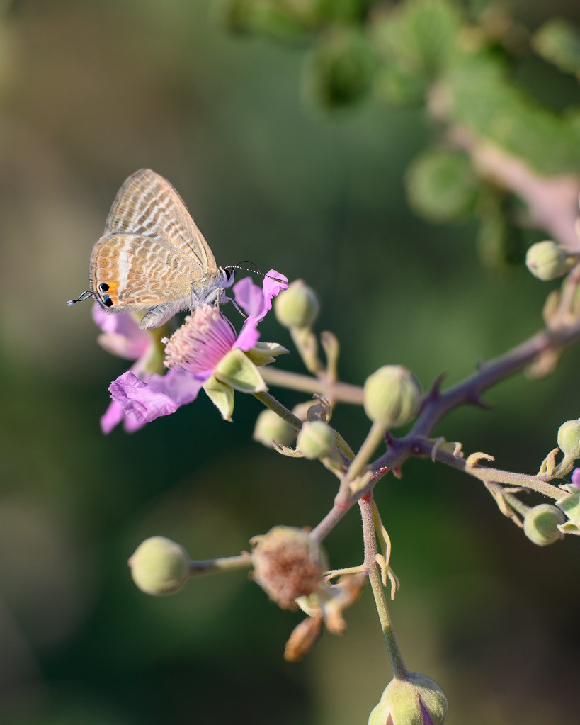 long tailed blue,