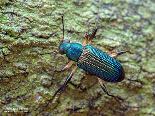 Darkling beetle (Strongylium sp.) - P7312774