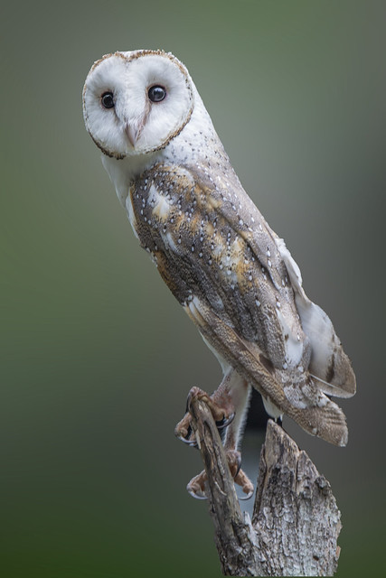 A Masked Owl (Cairns)