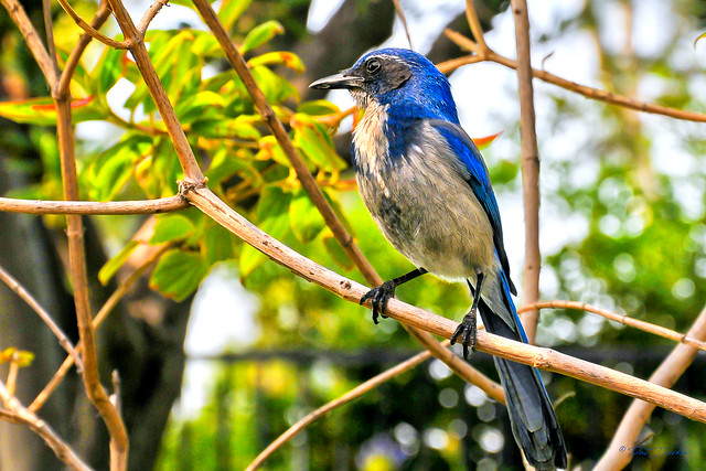 Western Scrub-Jay, Scientific name Aphelocoma californica.  He answers to the name of 