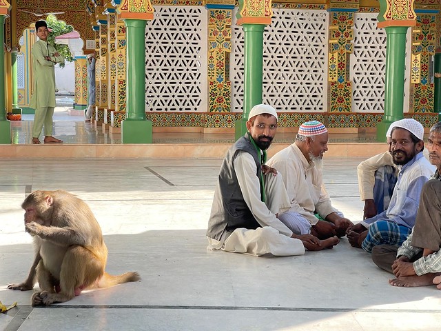 Mission Delhi - Unnamed Monkey, Hazrat Chirag Dehlavi's Sufi Shrine