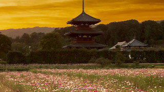 Sunset in Ikaruga Town with Hoki-ji Pagoda and Cosmos Flowers.