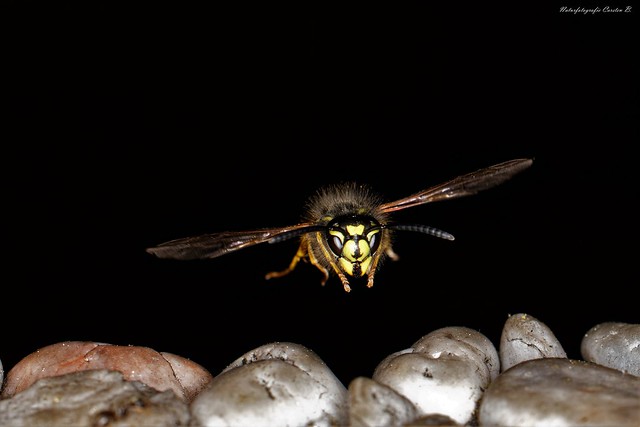 Gemeine Wespe / Common Wasp  (Vespula vulgaris)