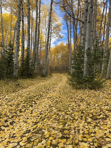 Fall Colors | by steven ruttenberg