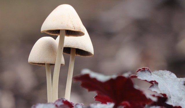 Fall mushrooms - Minnesota