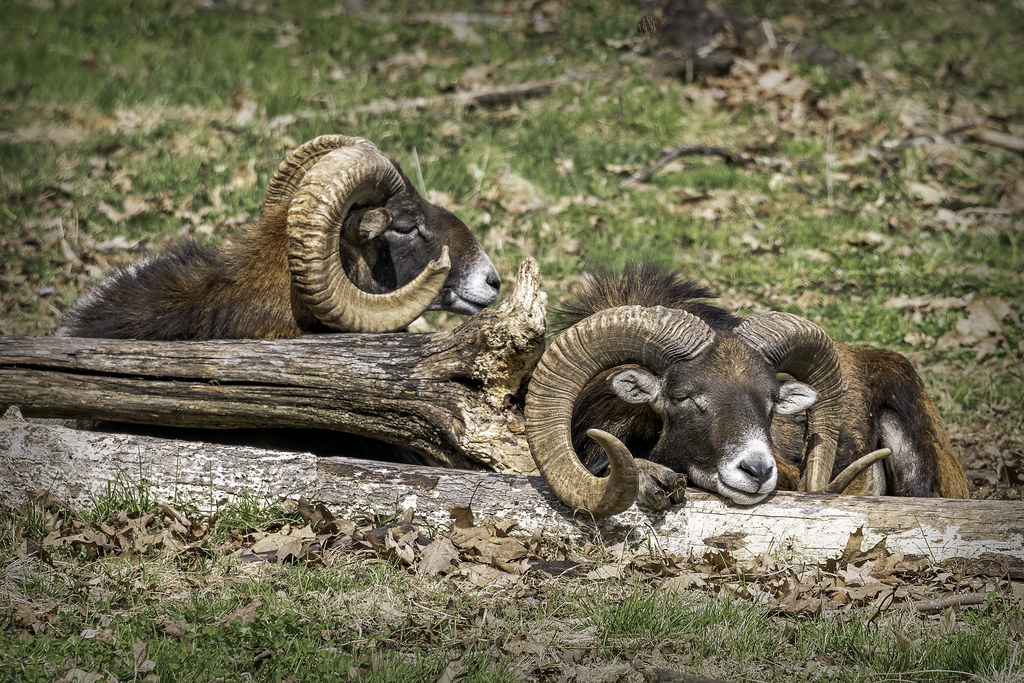 Animals | Flickr
