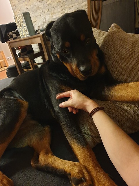 Please dont stop petting me