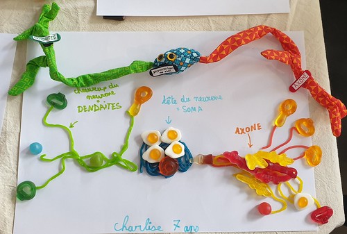Neurone de la rétine en bonbons - Atelier médiathèque de Meyzieu - Fête de la Science octobre 2021 par Charlise, 7 ans