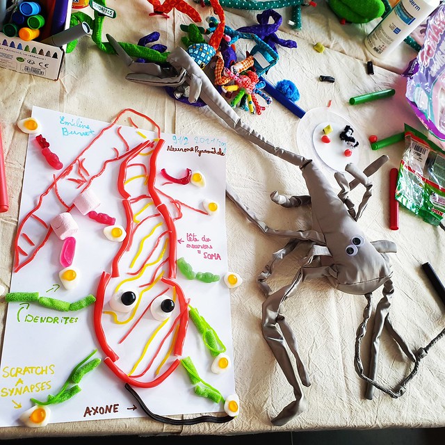 1. Neurone pyramidal en bonbons - Atelier médiathèque de Meyzieu - Fête de la Science octobre 2021 - par Eméline, 9 ans (2)