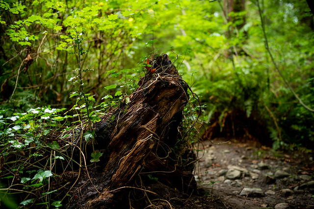 Green Forest