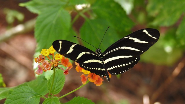 Florida's state butterfly