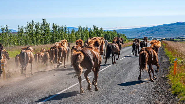 Iceland traffic jam
