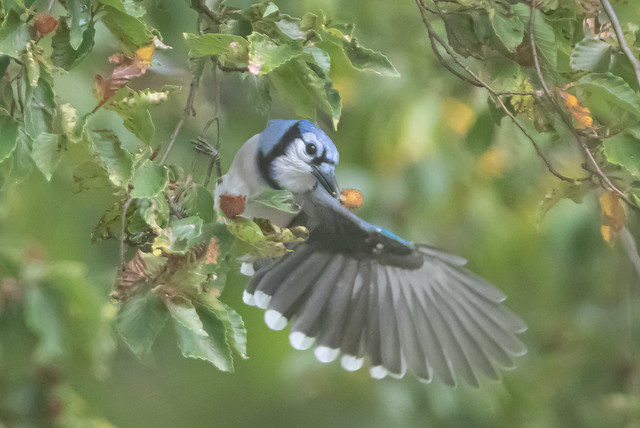 The Blue Jay's Wing