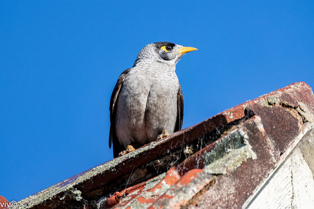 Dusk Noisy Miner on intruder watch from roof apex vantage point, near our garden - uncropped