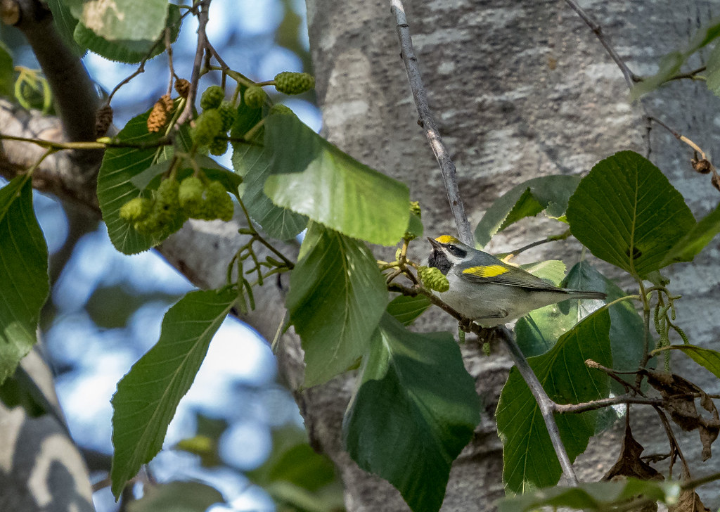 Golden-winged Warbler 1