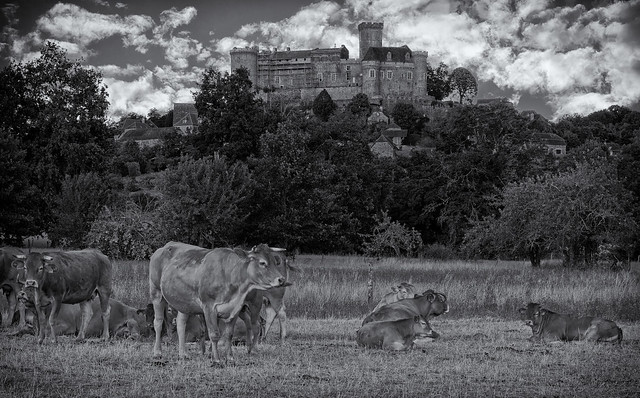 Cattle with Castle