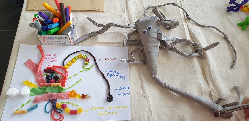 Neurone pyramidal en bonbons - Atelier médiathèque de Meyzieu - Fête de la Science octobre 2021, par Mathys, 7 ans