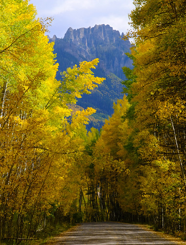 Golden Aspen Tunnel | by Goldtranquil