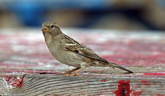 Maltese Sparrow 05-10-2021