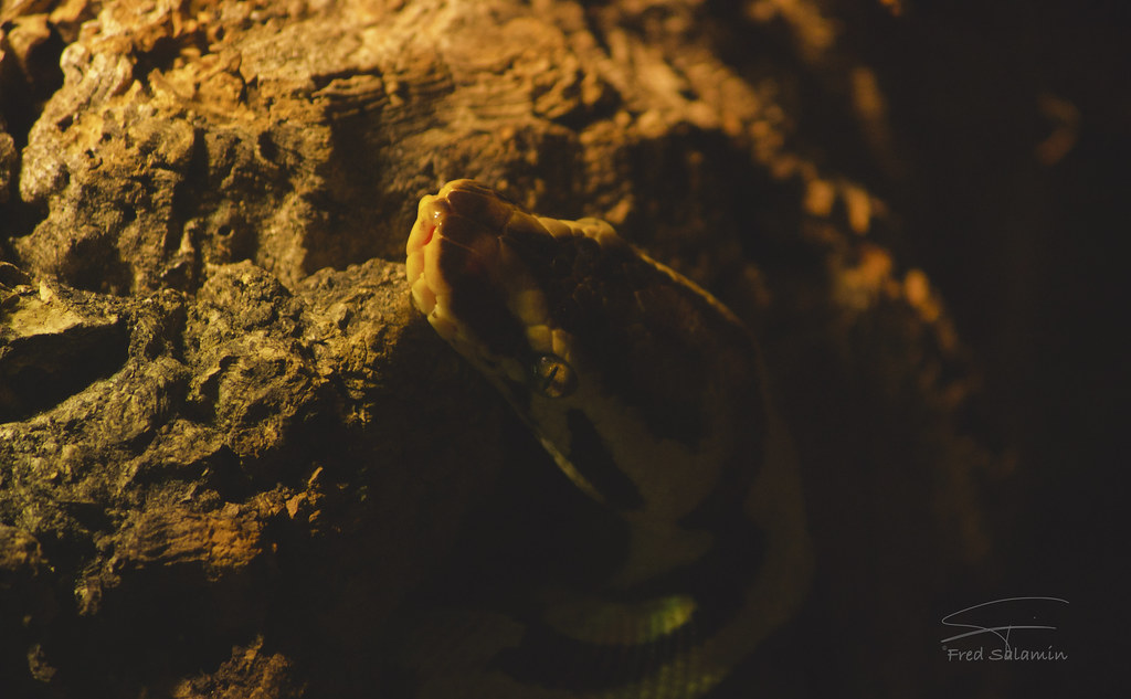 Python regius "Bumblebee" | Fred Salamin | Flickr