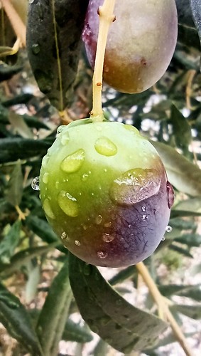 olives rain rainingday fruits fruitsplanet niceview diamondclassphotographer natural lovely beauty beautifulview