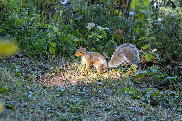 Squirrel, Worcester