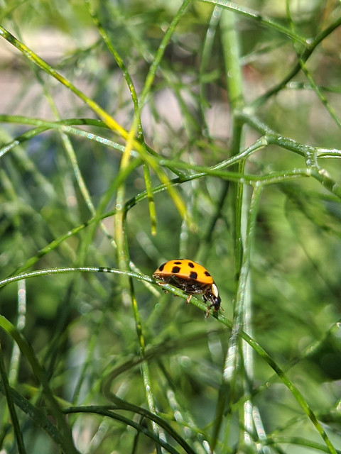 Ladybird explores the fennel