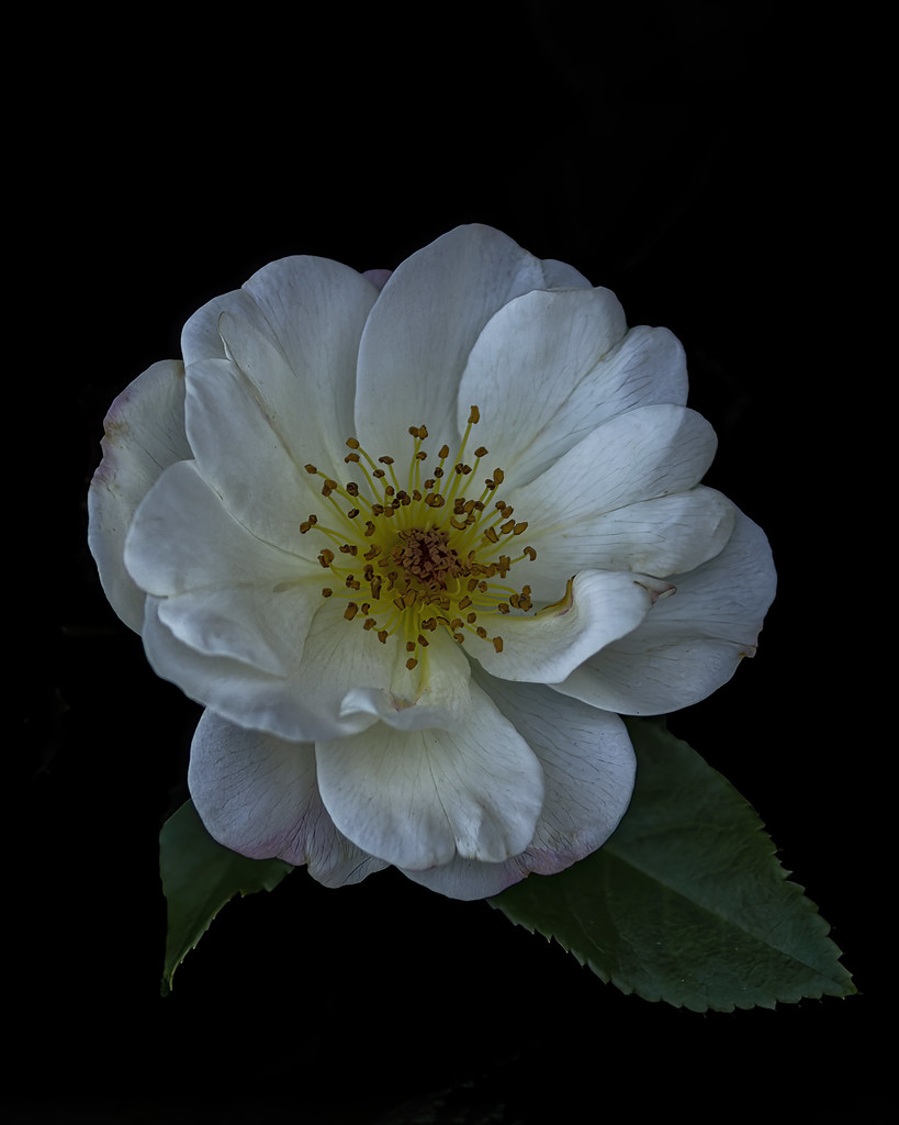 Fleur blanche sur fond noir | Robert Amiot | Flickr