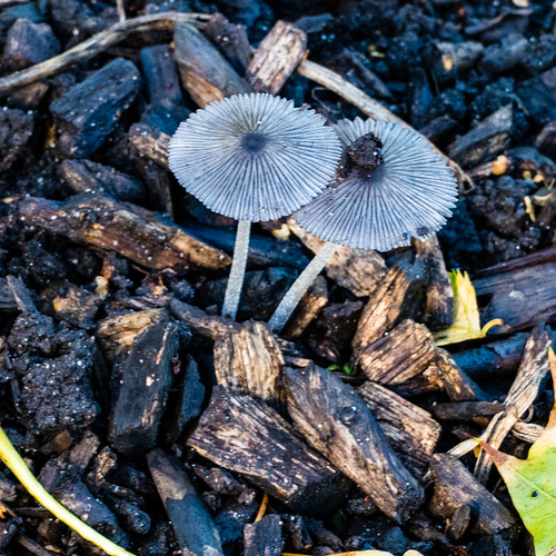 Pleated inkcap pair in wood chip mulch, Bantock Park