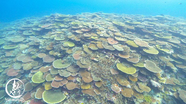 珊瑚！