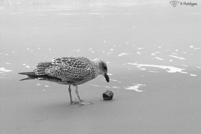 Herring gull and an apple core