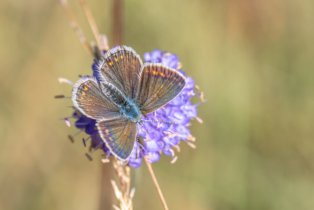 Argus Bleu – Common Blue – Polyommatus icarus (female)
