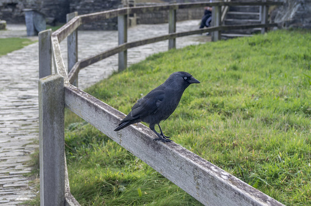 Brave Crow