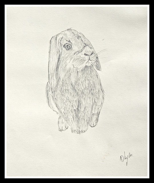 Rabbit #3