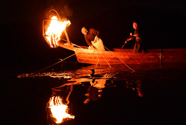 Fire on a river: cormorant fishing 2021 (2):  Explored 2021 Dec 29