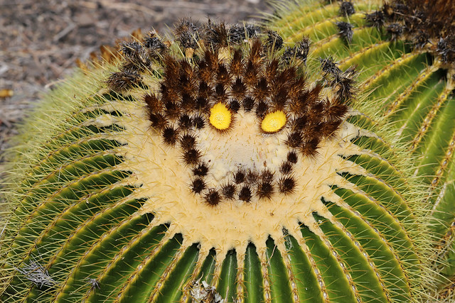 A prickly gaze