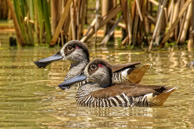 lagoon creek - pink-eared ducks