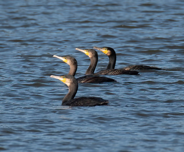 Cormorant gang