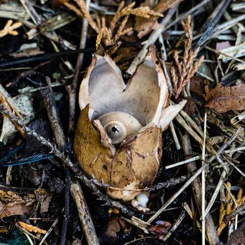 Collared earthstars, Compton Hill, a second visit
