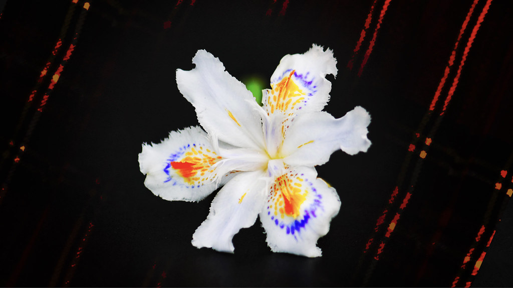 Iris Japonica (2)