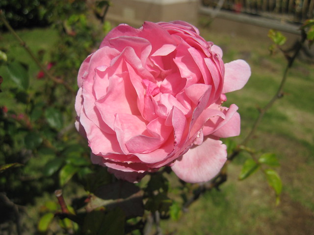 A Pink Rose Bloom - Thornbury