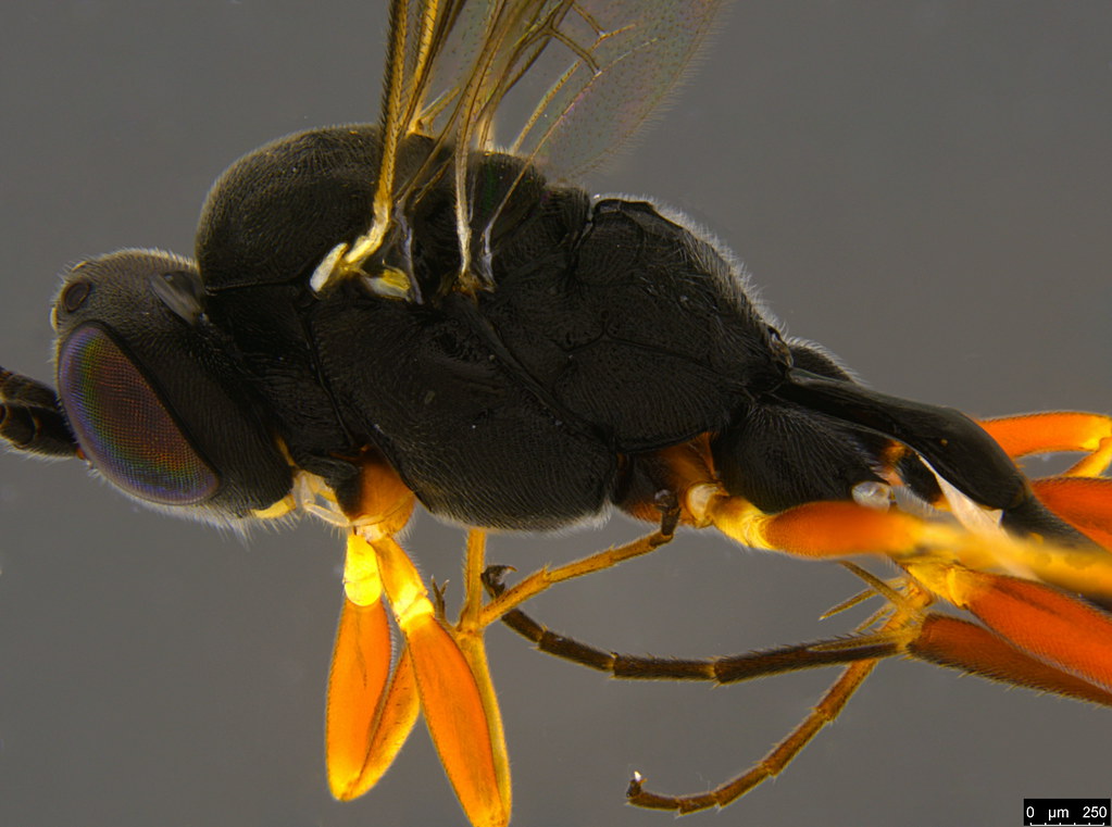 13b - Ichneumonidae sp.