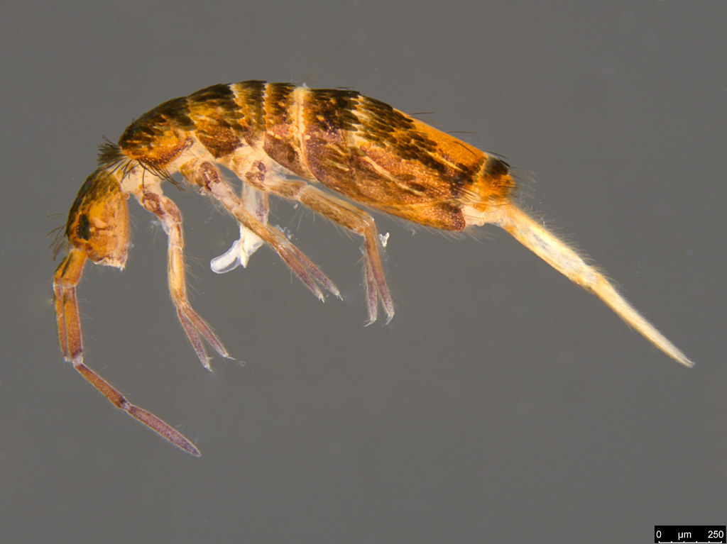 1 - Enromobryidae sp.