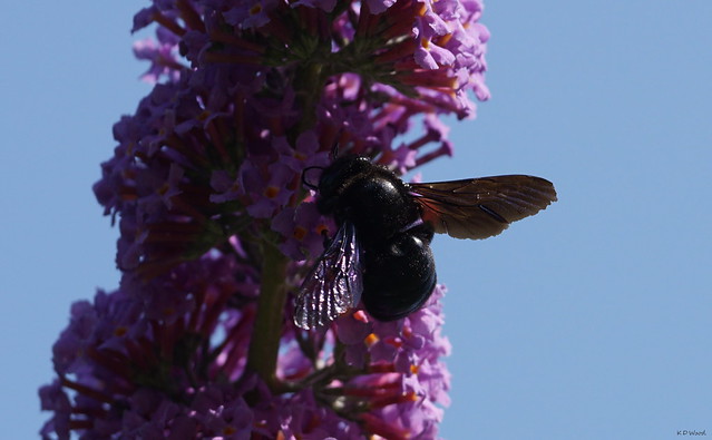 Violet Carpenter Bee / Xylocope Violet