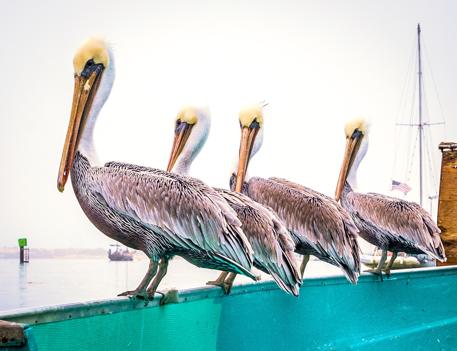 Pelicans on a skiff
