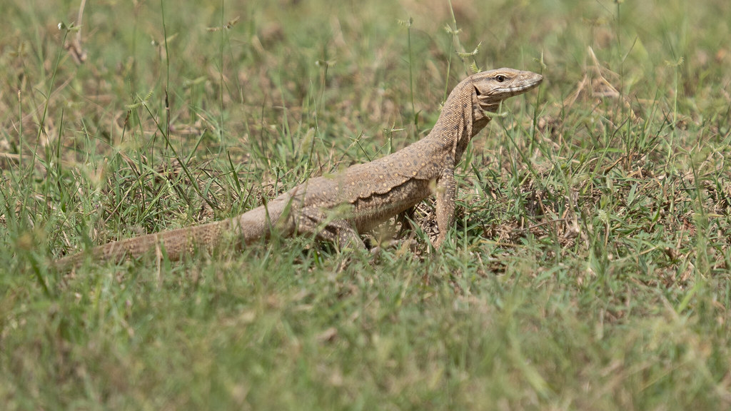 Baby monitor lizard in the grass | Help-yourself season for … | Flickr